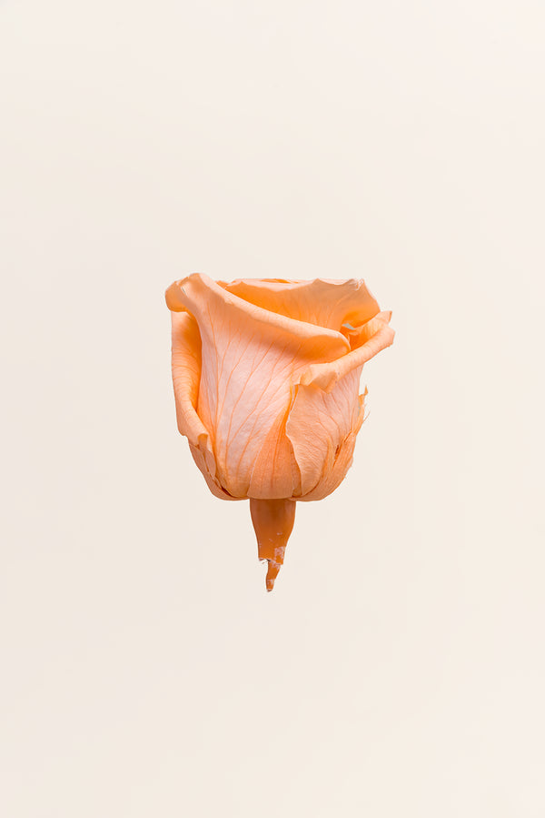 Rose Queen - Case 5 têtes
