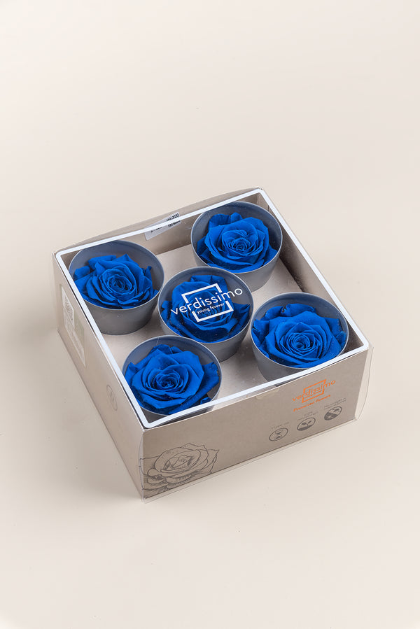 Rose Queen - Case 5 têtes