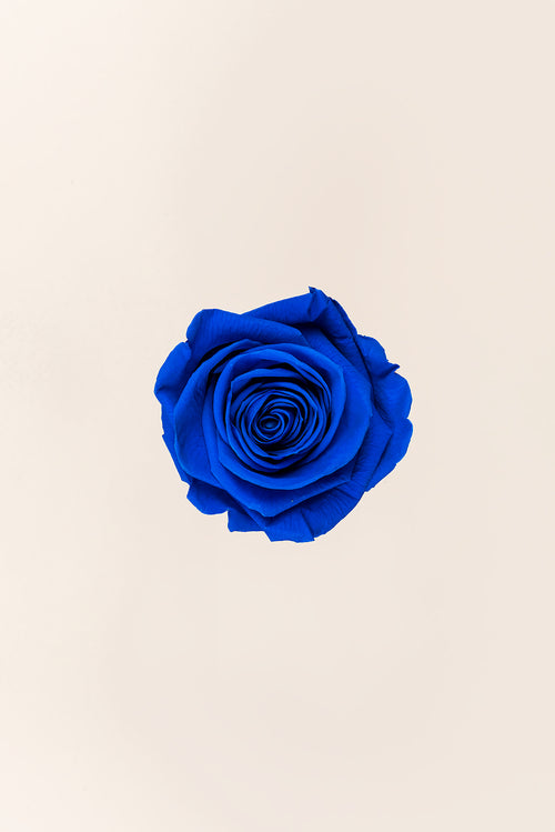 Rose Queen Bulk - Pack 120 u.