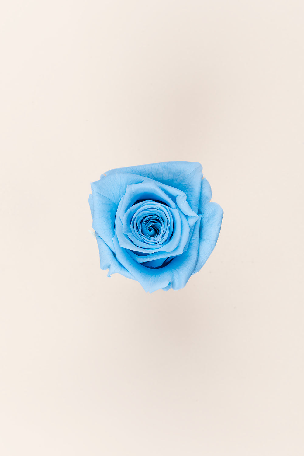 Rose Queen Bulk - Pack 120 u.