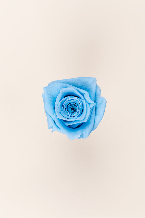Rose Queen - Case 5 têtes