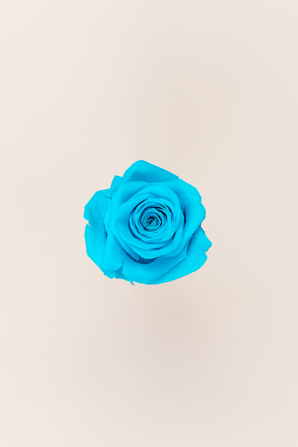 Rose Queen Bulk - Pack 120 u.