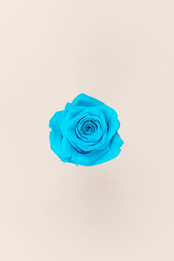 Rose Queen - Case 5 têtes