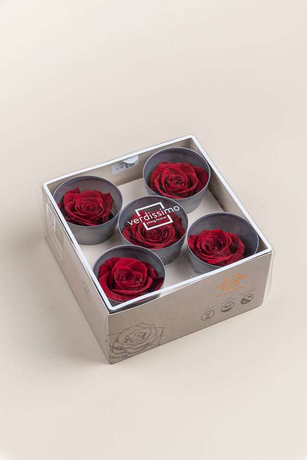 Rose Queen - Case 5 têtes