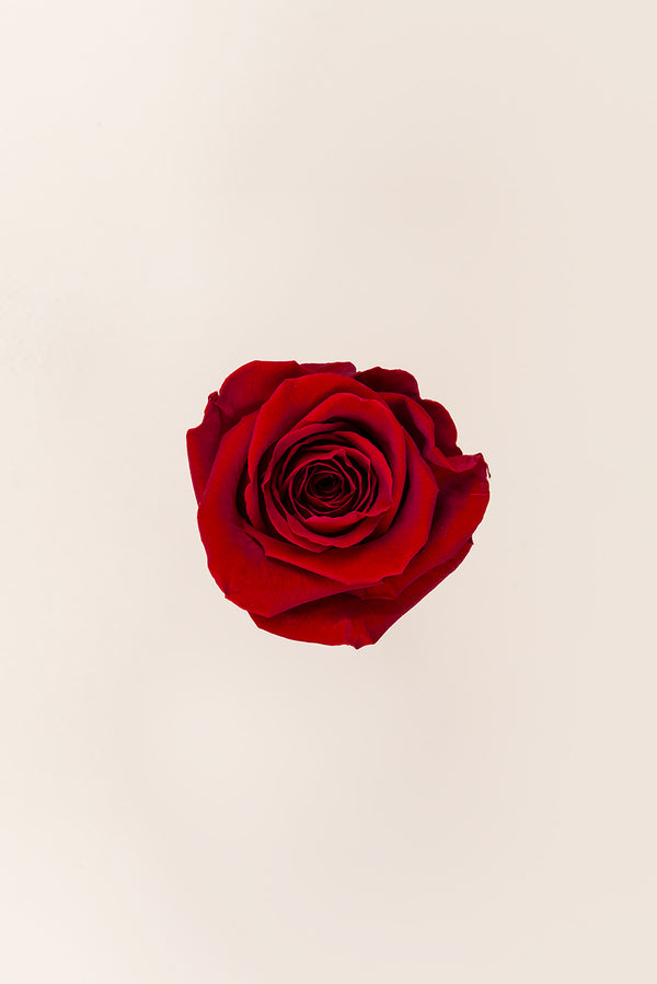 Rose Queen - Case 5 têtes