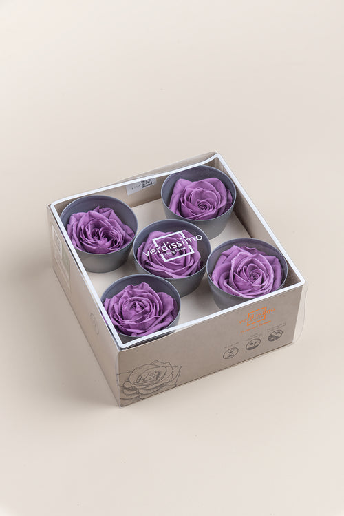 Rose Queen - Case 5 têtes