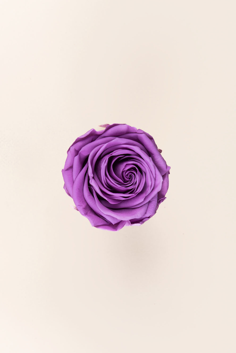 Rose Queen Bulk - Pack 120 u.