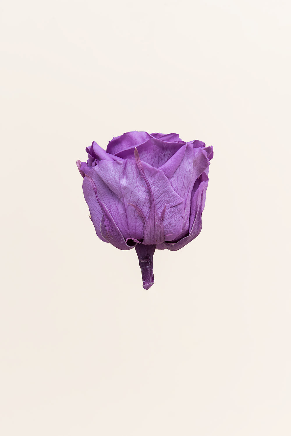 Rose Queen Bulk - Pack 120 u.