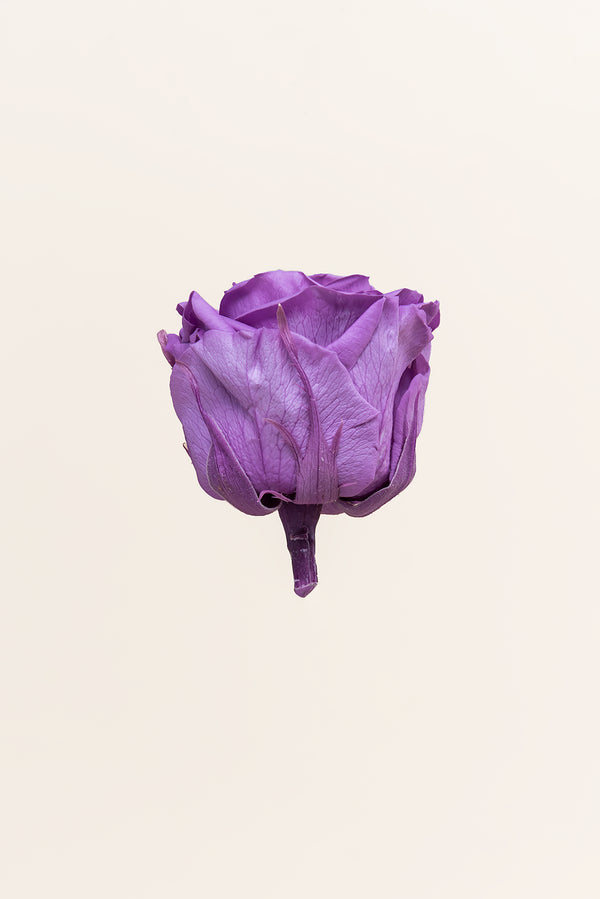 Rose Queen - Case 5 têtes