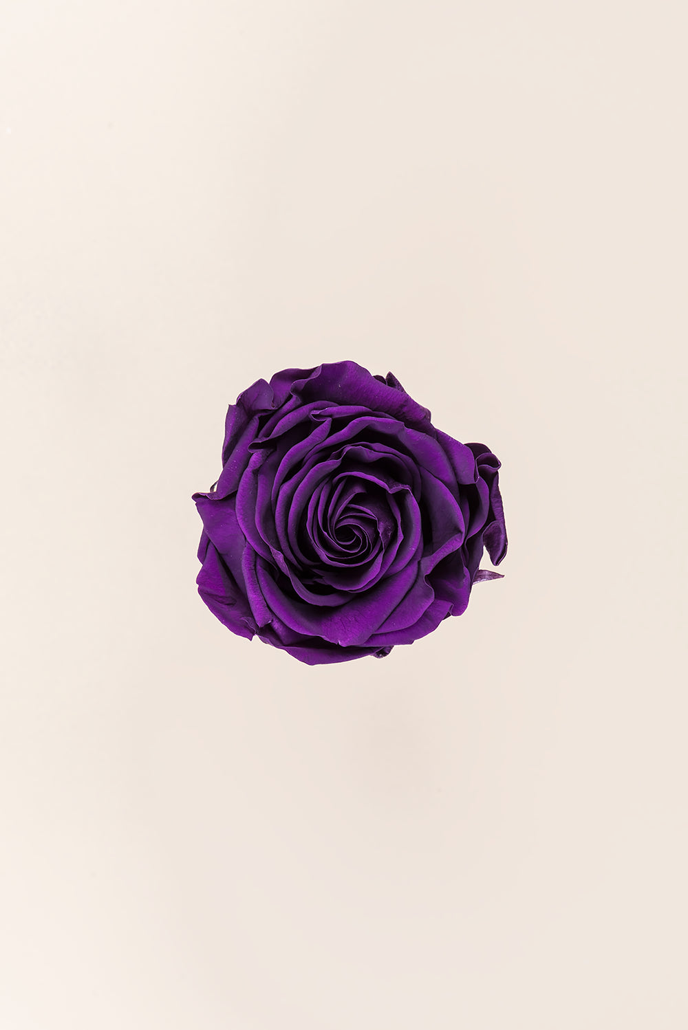 Rose Queen Bulk - Pack 120 u.
