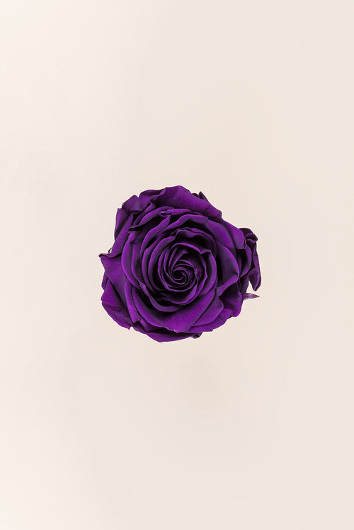 Rose Queen Vrac - Lot 120 u.
