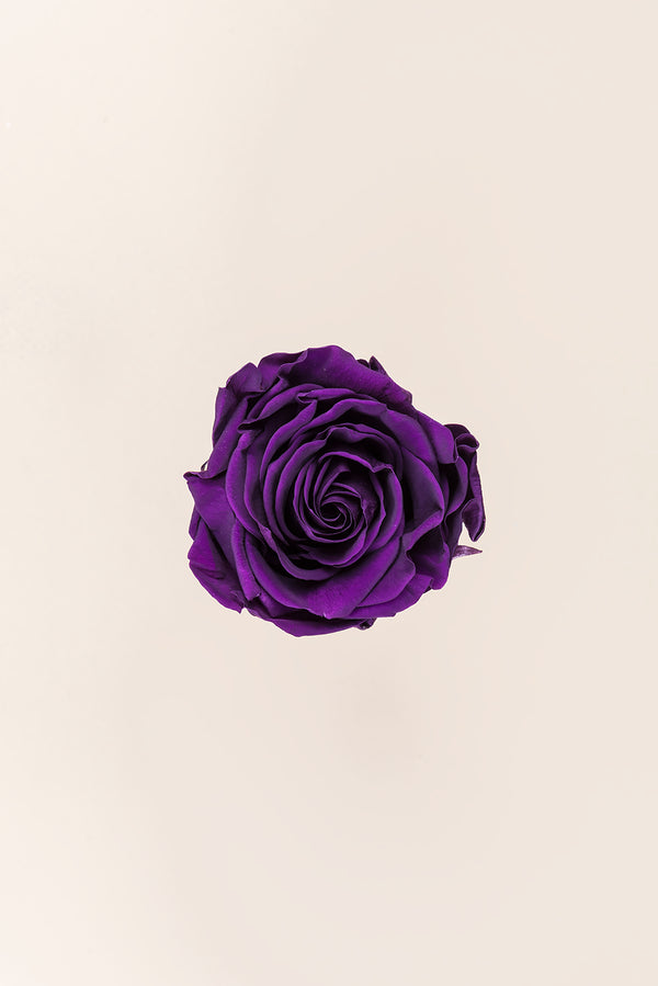 Rose Queen - Case 5 têtes