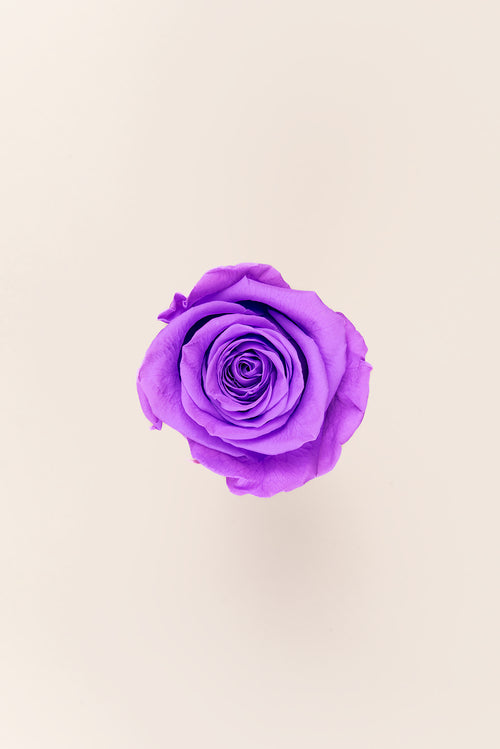 Rose Queen Bulk - Pack 120 u.