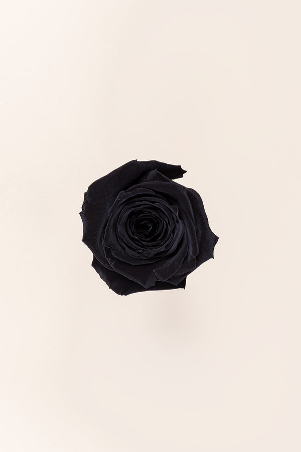 Rose Queen - Case 5 têtes