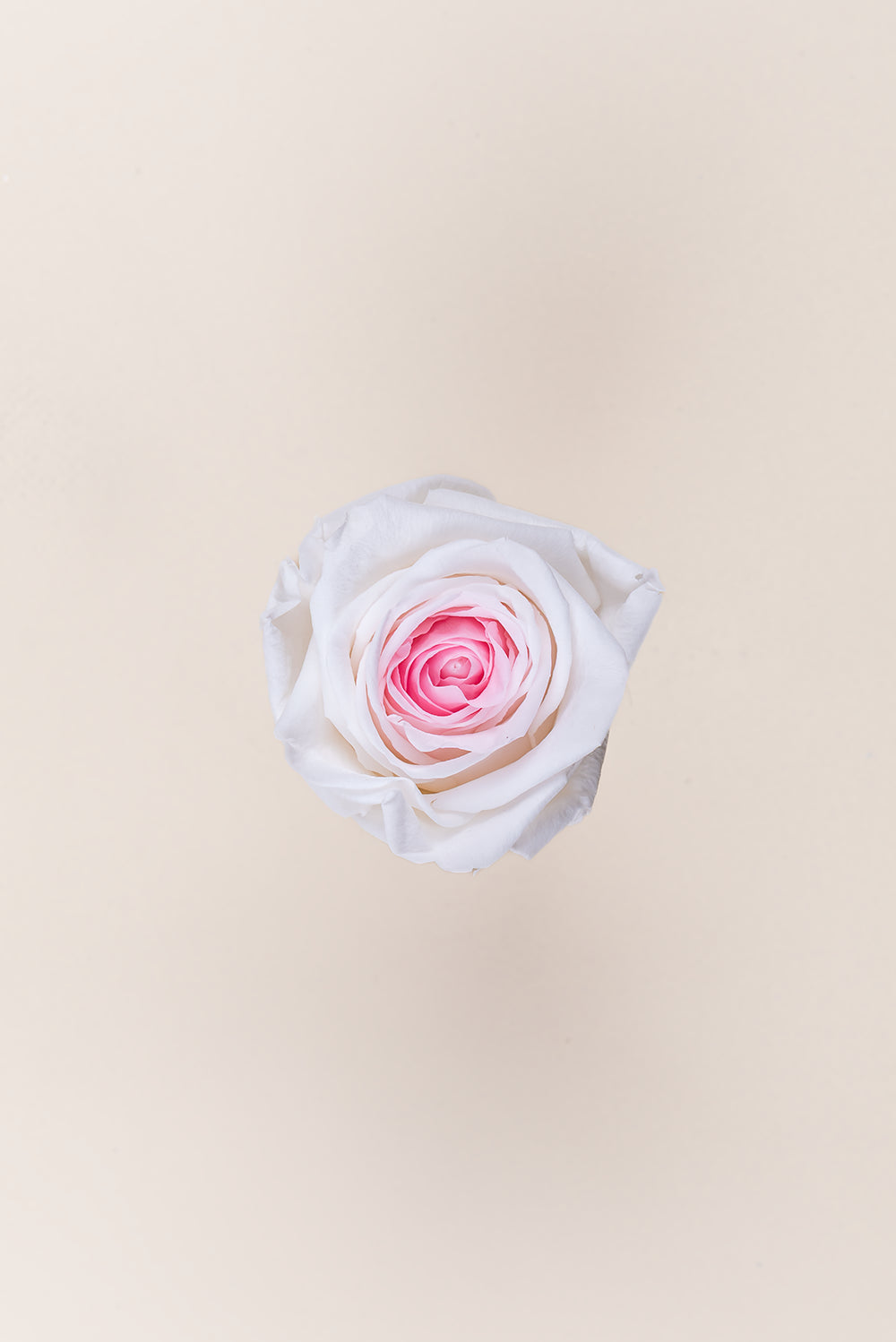 Rose Queen - Box 5 heads