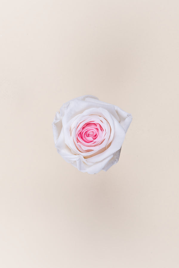 Rose Queen - Case 5 têtes