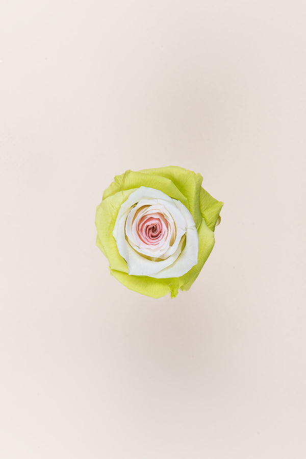 Rose Queen - Case 5 têtes