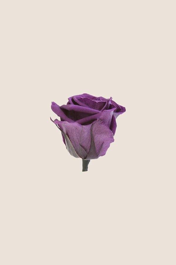 Rose Standard Großpackung – Pack 195 Stk.