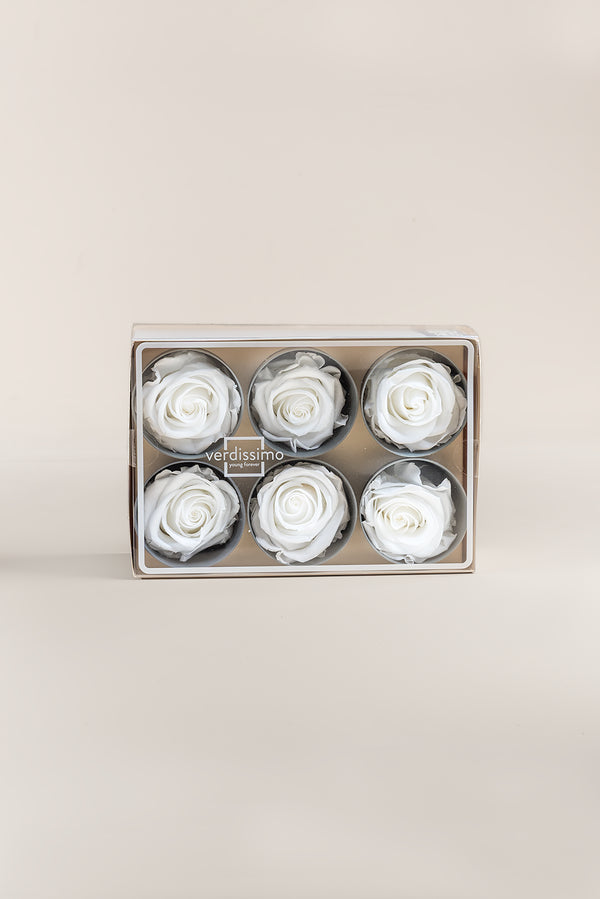 Rose Standard - Box 6 heads