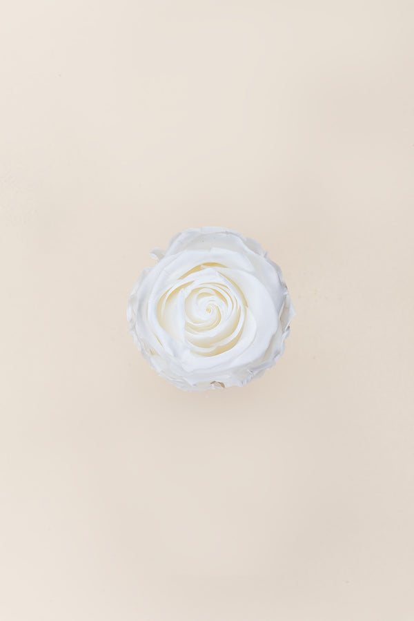 Rose Standard Großpackung – Pack 195 Stk.