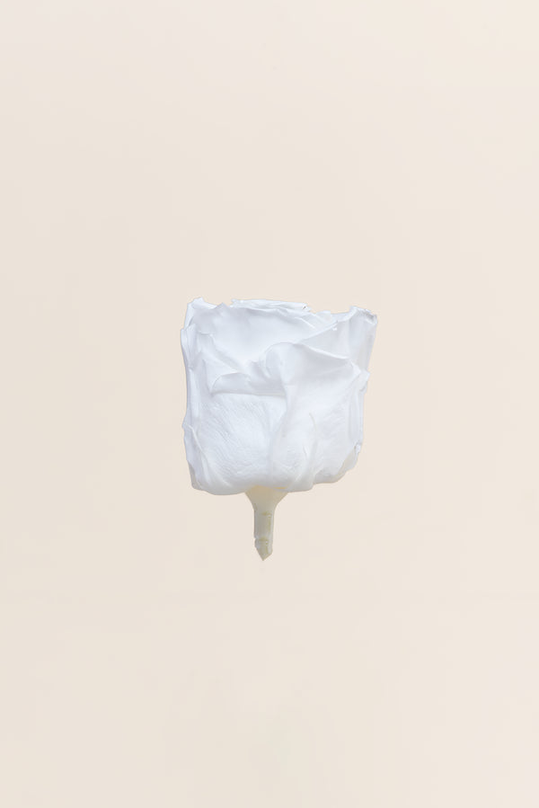 Rose Standard Großpackung – Pack 195 Stk.