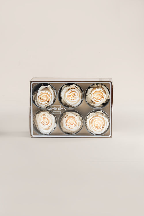 Rose Standard - Box 6 heads