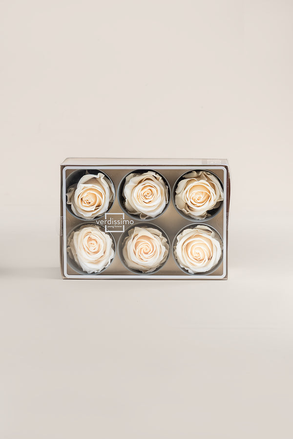 Rose Standard - Box 6 heads