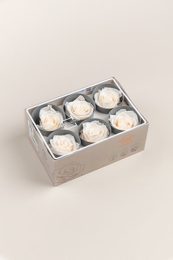 Rose Standard - Box 6 heads