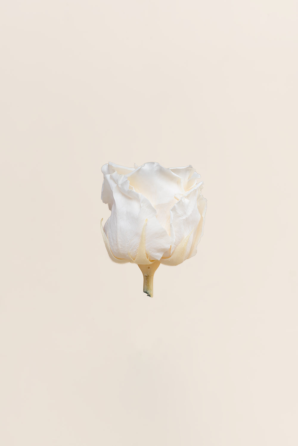 Rose Standard Bulk - Pack 195 u.