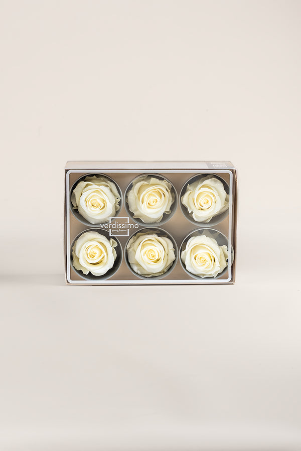 Rose Standard - Box 6 heads