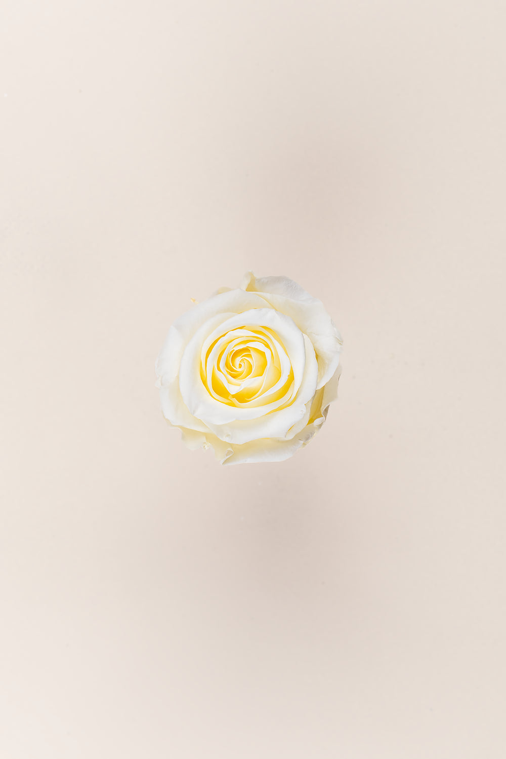 Rose Standard Bulk - Pack 195 u.