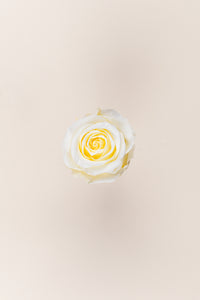 Vanilla Cream