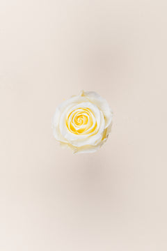 Vanilla Cream