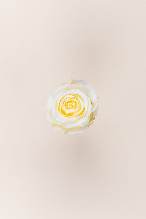 Rose Standard Bulk - Pack 195 u.