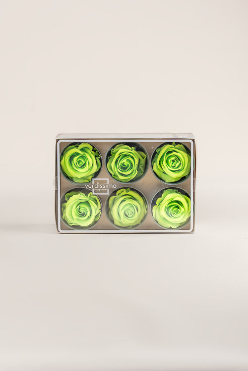 Rose Standard - Box 6 heads