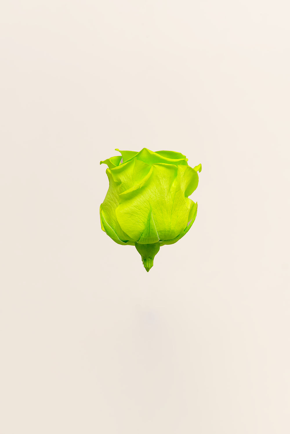 Rose Standard Bulk - Pack 195 u.