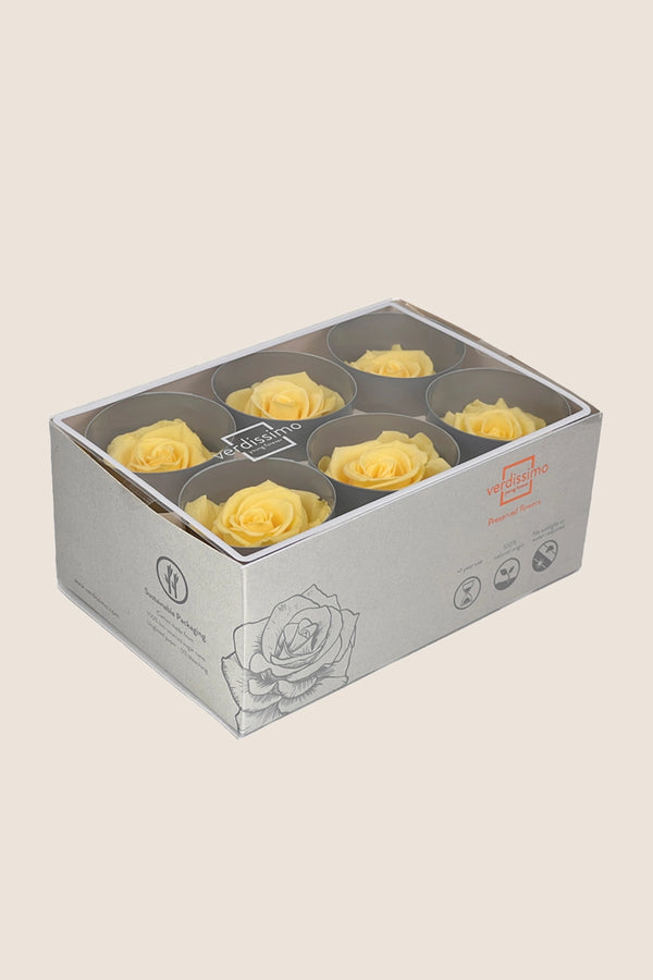 Rose Standard - Box 6 heads