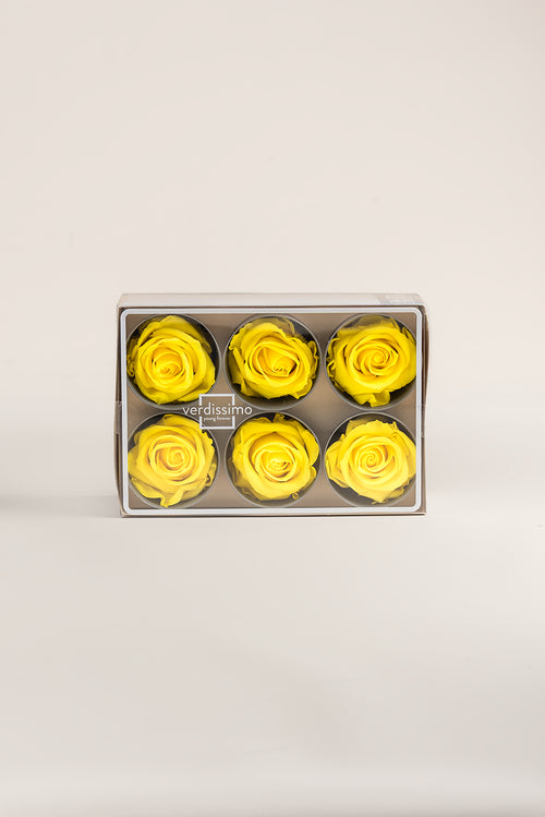 Rose Standard - Box 6 heads