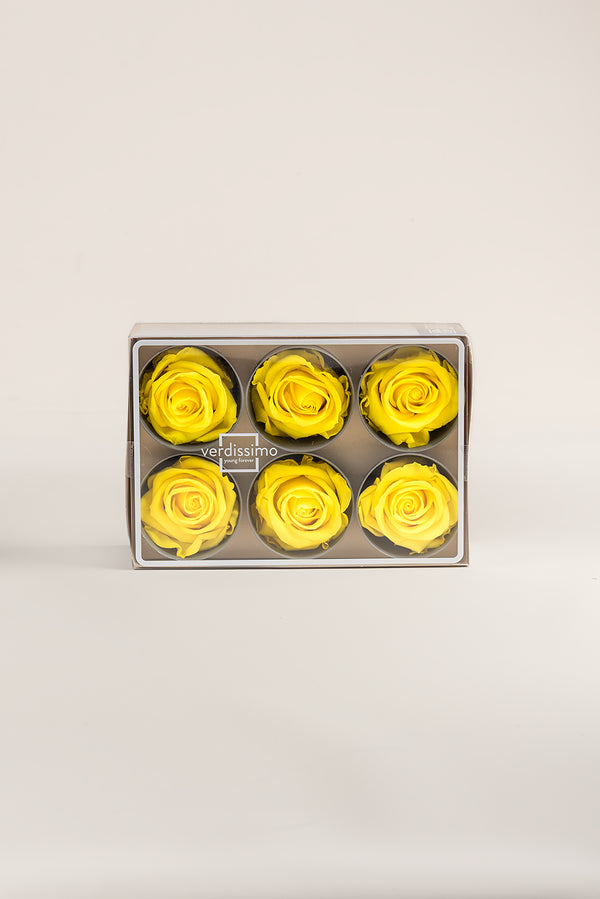 Rose Standard - Box 6 heads