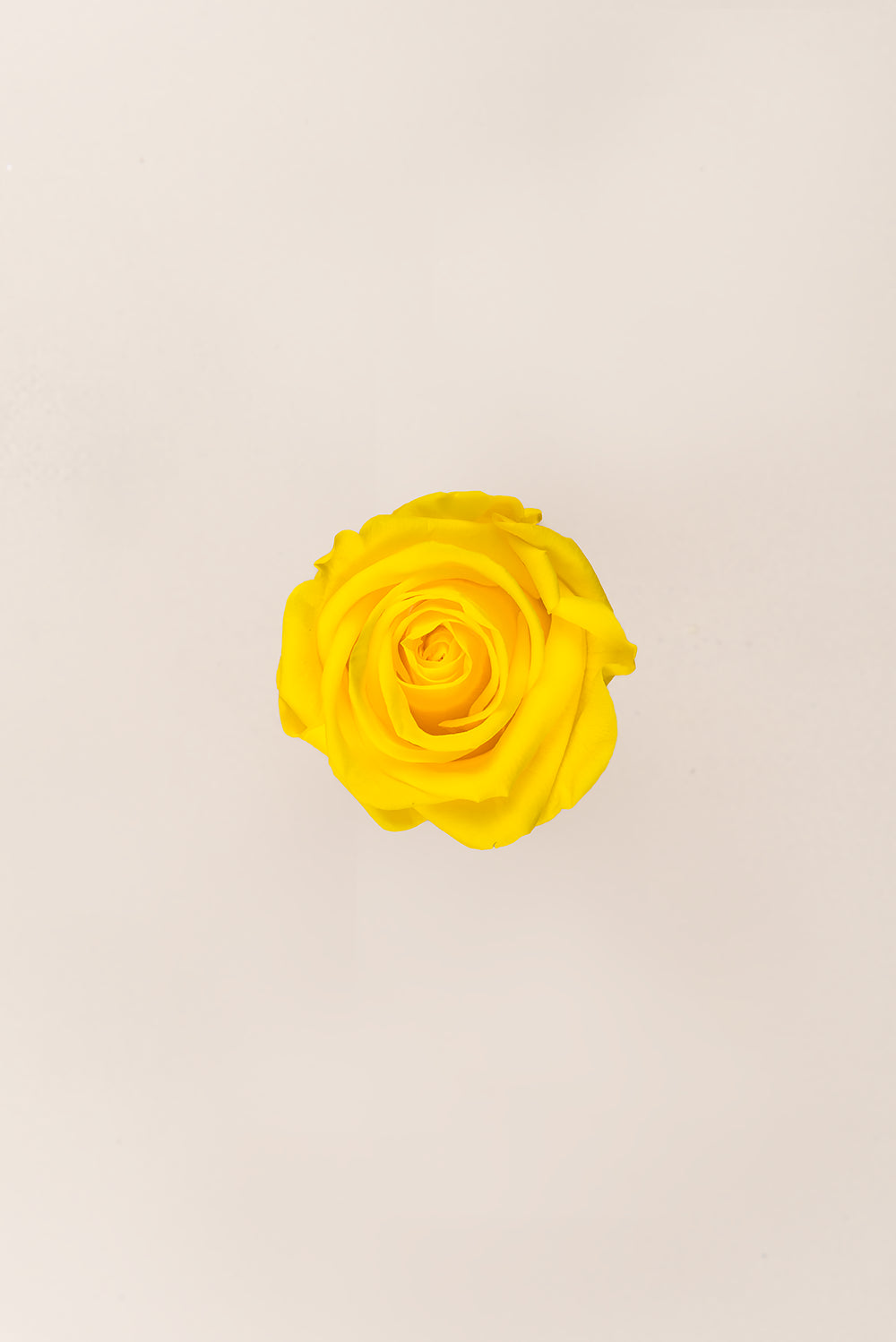 Rose Standard Bulk - Pack 195 u.
