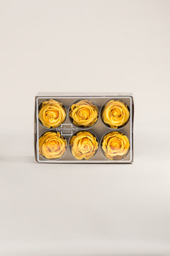 Warm Yellow