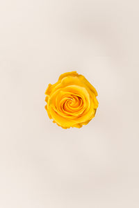 Warm Yellow