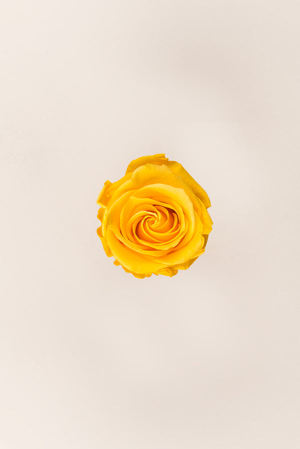 Rose Standard Großpackung – Pack 195 Stk.