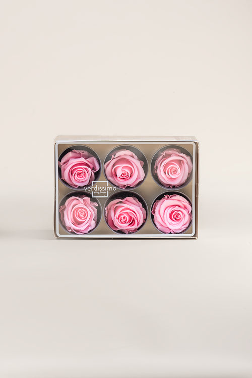 Rose Standard - Box 6 heads