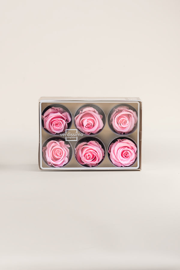 Rose Standard - Box 6 heads
