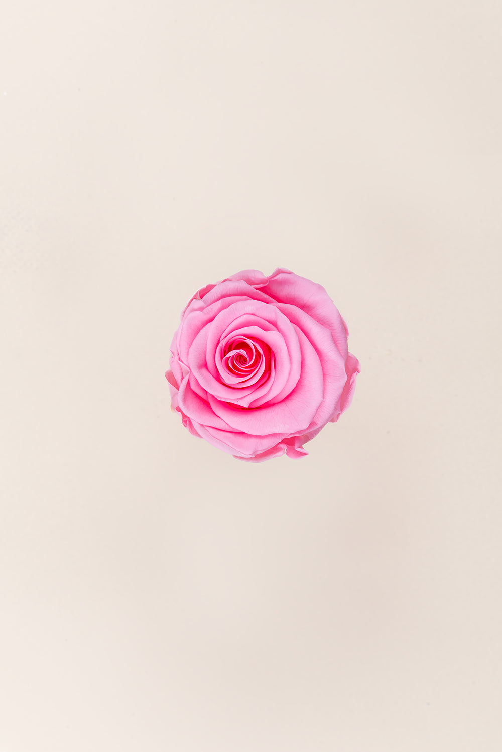 Rose Standard Bulk - Pack 195 u.
