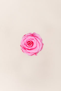Pastel Pink