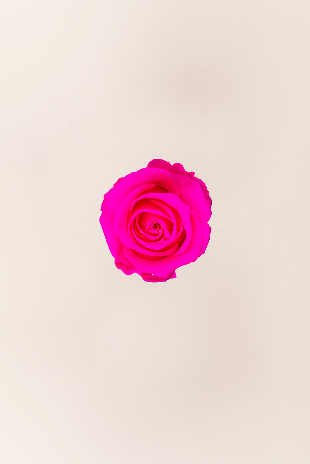 Rose Standard Bulk - Pack 195 u.