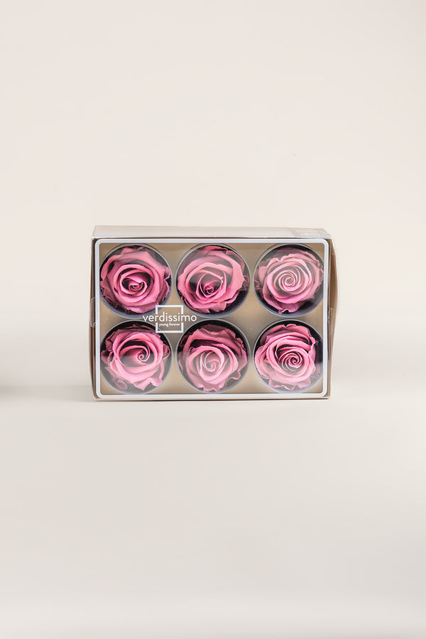 Rose Standard - Box 6 heads