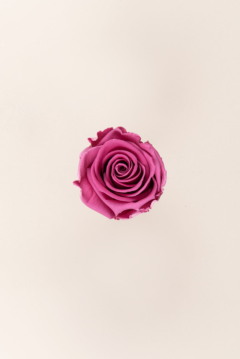 Rose Standard Bulk - Pack 195 u.